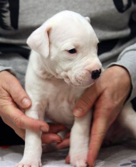 cuccioli in regalo mantova|Cuccioli in vendita a Mantova .